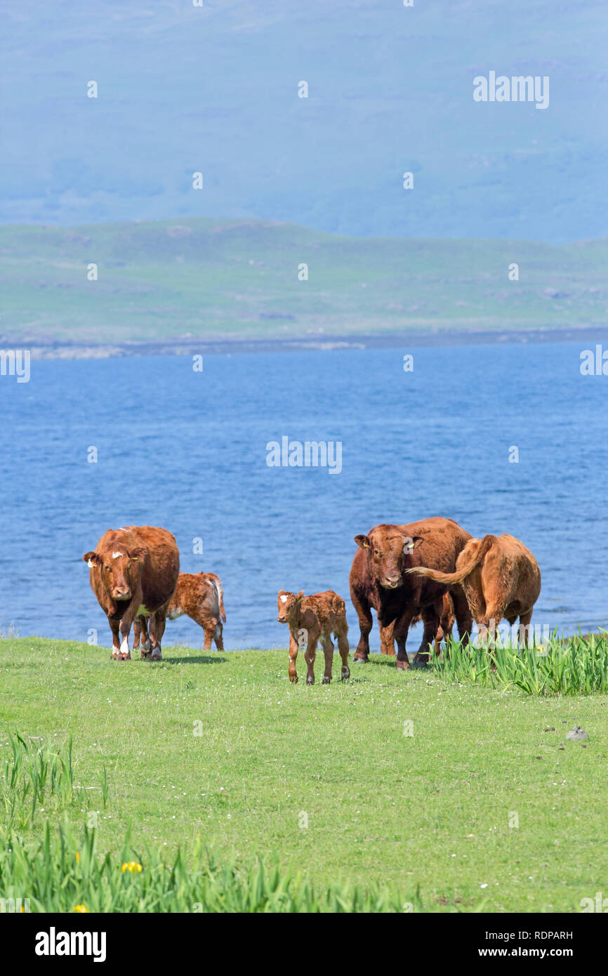 Shorthorn kreuz Limousin Rinder. Zwei Kühe, zwei Kälber und ein Stier. Abschnitt eines Mutterkuhbestands. Die Rindfleischproduktion. Gras Weide für viel der verfügbaren Stockfoto