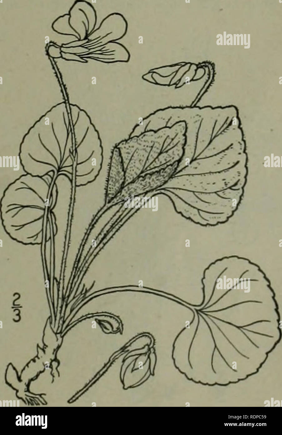 . Eine Illustrierte Flora von der nördlichen USA, Kanada und die britischen Besitzungen: von Neufundland zu den Parallelen der südlichen Grenze von Virginia und vom Atlantik westwärts nach dem 102 Meridian. Botanik. 7. Viola missouriensis Greene. Missouri Violett. Abb. 2929. Ich "Iola Pittonia missouriensis Greene, 4:141. 1900. Kahl, cespitose, die Stout aufsteigend Wurzelstock oft verzweigen; Blätter in Vernal Blüte 3'-6' hoch, die Blätter eiförmig - Deltamuskel, an der Basis herzförmige, oft mit der konkaven oberen Rand; reife Blätter 6-12' hoch, die Klingen 2 i'-4' breit, so lang wie breit, acumina Stockfoto