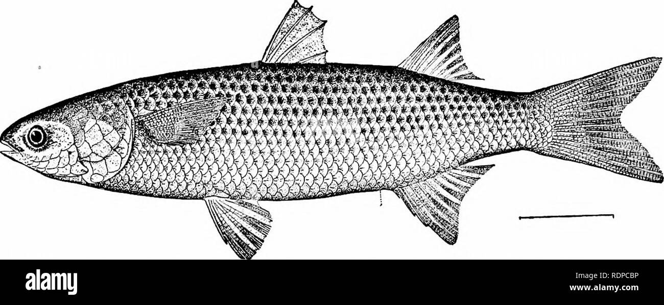 . Fische. Fische. Und percesoces Rhegnopteri 441 dactylus virginicus, der barbudo, mit sieben Filamente, ist häufig in der Karibik und in Florida. Polydactylus octonemus mit acht Filamente ist seltener, aber reicht weiter im Norden. Poly-dactylus approximans, die Raton der westlichen Mexiko, mit sechs Filamente, erreicht San Diego. Polydactylus plebejus ist in Japan und anderen Arten durch Polynesien. In Indien Hausenblase ist von der großen Luft gemacht - Blase der Arten von Poly-dactylus. Die seltene Polynenius quinquarius der West Indies fünf Pektorale Filamente, sind diese stark Elon Stockfoto