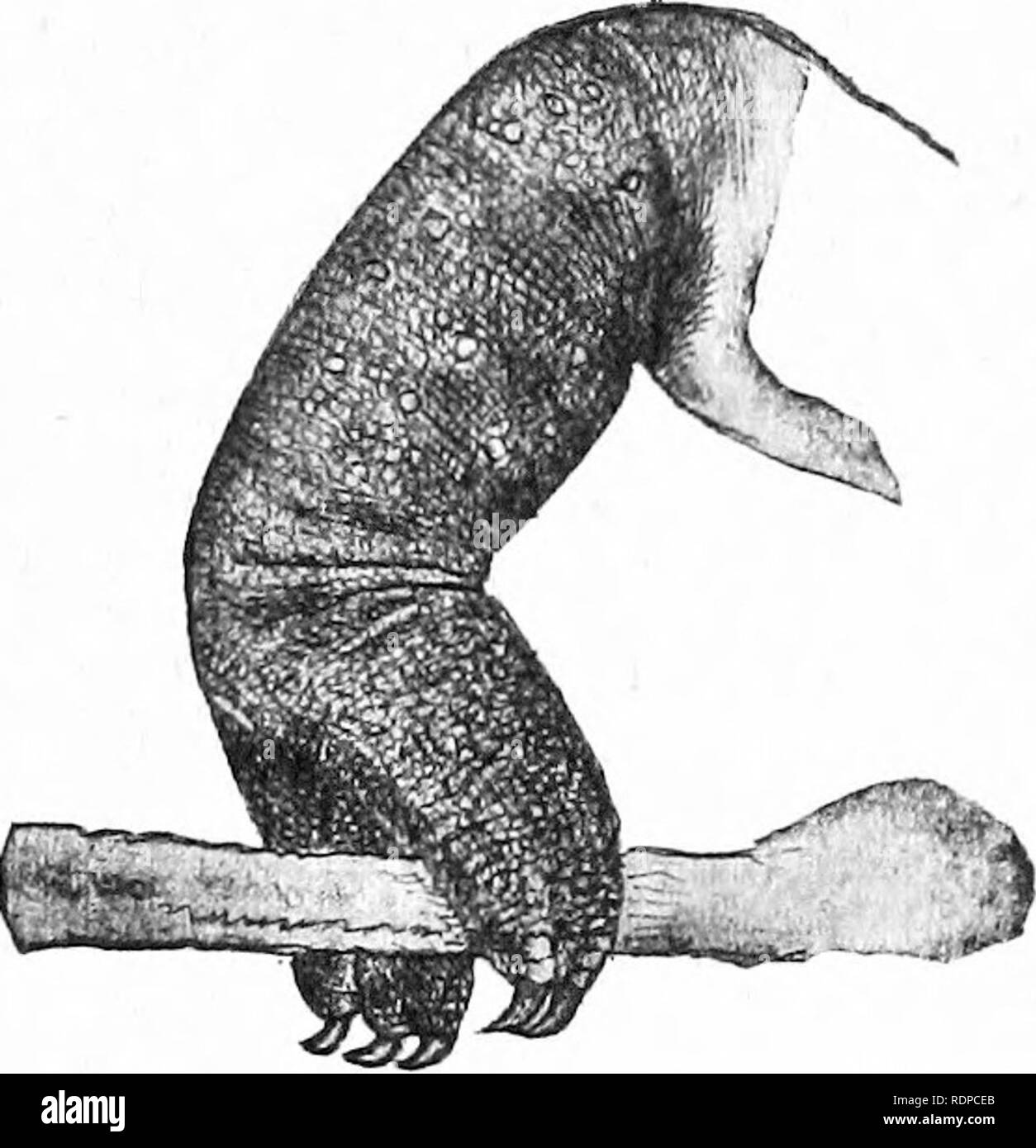 . Die Geschichte der Amphibien und Reptilien. Amphibien und Reptilien. Gliedmaßen 75 anderen Fall beide Füße hatte sechs gute Zehen. Wenn dieser Zustand nach oben oder unten fortgesetzt hatte, Mann, wir sollten jetzt nicht das Zählen von Zehntausenden oder Dezimalzahlen, sondern durch Twelves oder duodecimals - ein wirklich viel mehr Con-komfortablen System wenn wir waren nur zu ihm verwendet; für während zehn hat nur zwei Faktoren, zwölf hat vier. Ob diese alte schwimmen Reptilien hatten extra Diese Zehen gewonnen, oder geerbt, sie von den Fischen, und ob die anderen haben verloren, alle aber leben, kann nicht ermittelt werden. Wenn Sie einmal Land-haunters und ging zurück t Stockfoto