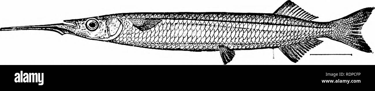 Fische Fische Abb 335 Saury Scombresox Saurus L Woods Hole Pflanzliche Feeder Aber Mit Viel Kleineren Zahne Und Der Unterkiefer Mit Einem Speer Wie Verlangerung Zu Denen Ein Hell Rote Mem Brane
