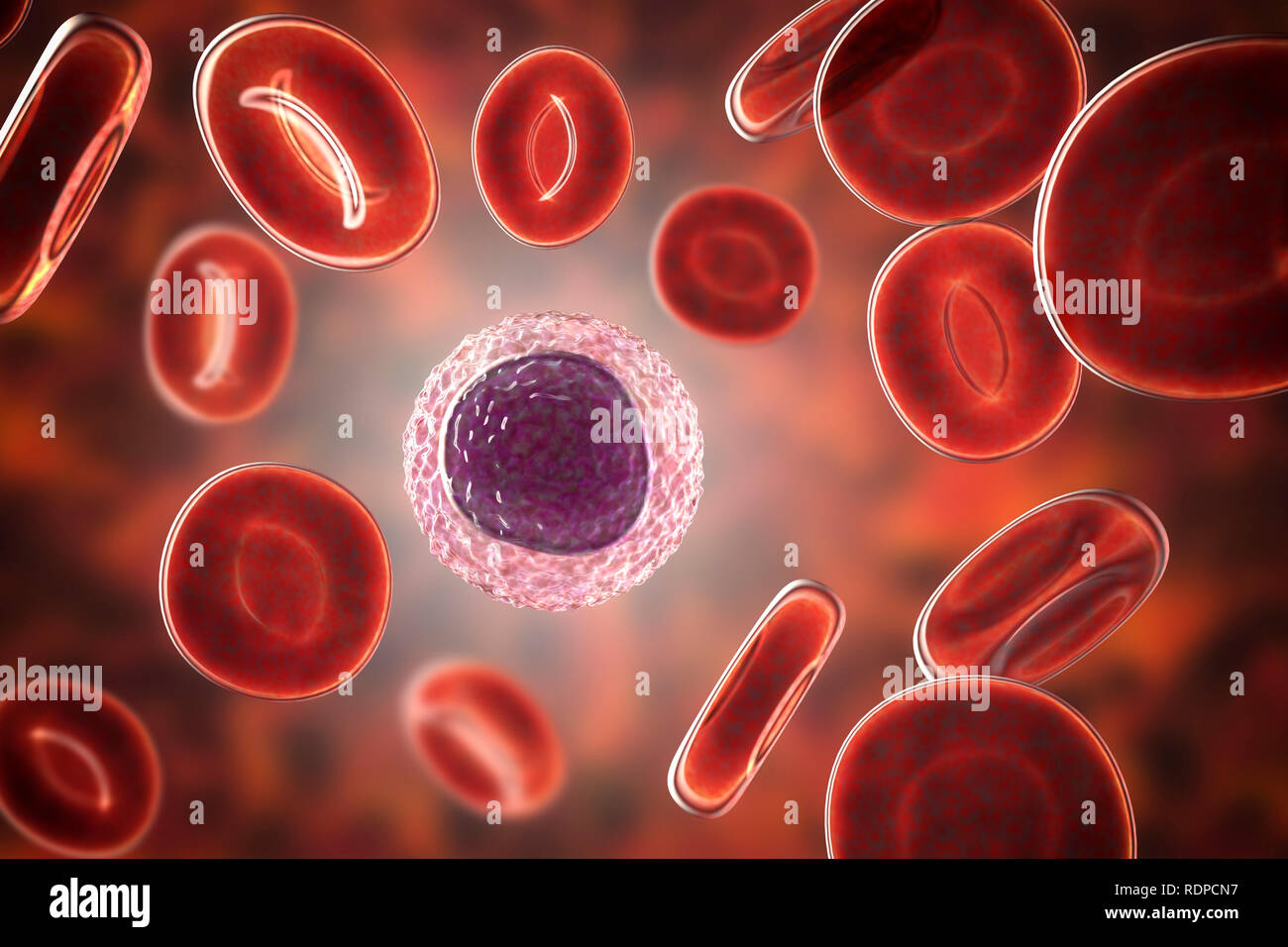 Lymphozyten weiße Blutkörperchen in einem blutausstrich, computer Abbildung. Lymphozyten sind Lymphozyten weiße Blutkörperchen in einem blutausstrich, computer Abbildung. Lymphozyten sind