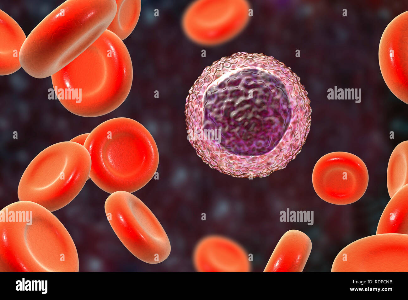 Lymphozyten Im Blut