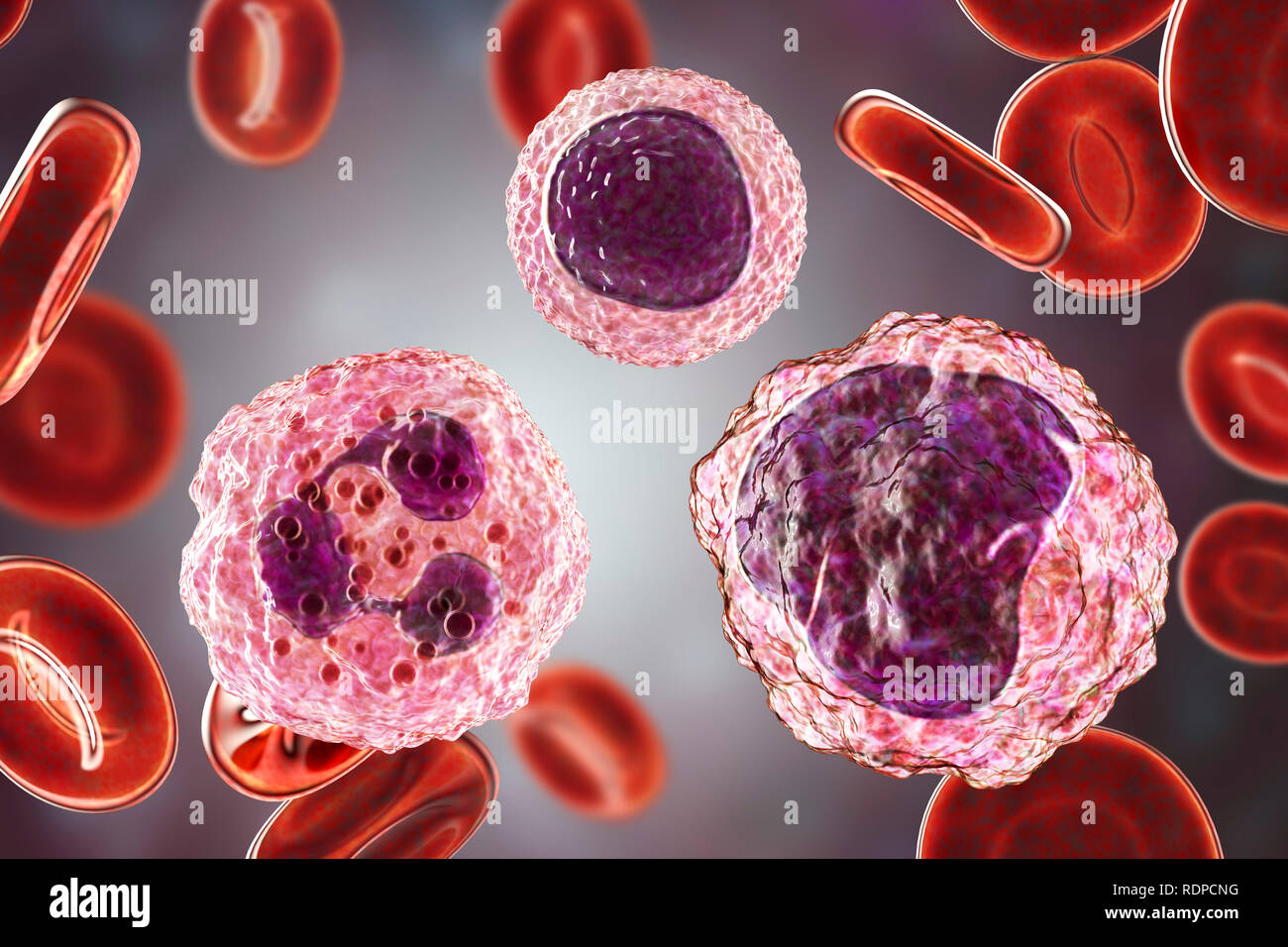 Lymphozyten (Mitte oben), Monozyten und Neutrophile (rechts) (links) weiße Blutkörperchen in einem blutausstrich, computer Abbildung. Lymphozyten sind für die Produktion von Antikörpern beteiligt und angreifenden Virus-infizierten und Tumorzellen. Weiße Blutkörperchen sind Teil des Immunsystems des Körpers. Monozyten sind die größten weißen Blutkörperchen. Sie verschlingen und verdauen sie eindringende Bakterien und Schmutz. Neutrophils sind die häufigsten weißen Blutzellen. Sie verschlingen und verdauen sie eindringende Bakterien. Lymphozyten sind für die Produktion von Antikörpern beteiligt und angreifenden Virus-infizierten und Tumorzellen. Stockfoto