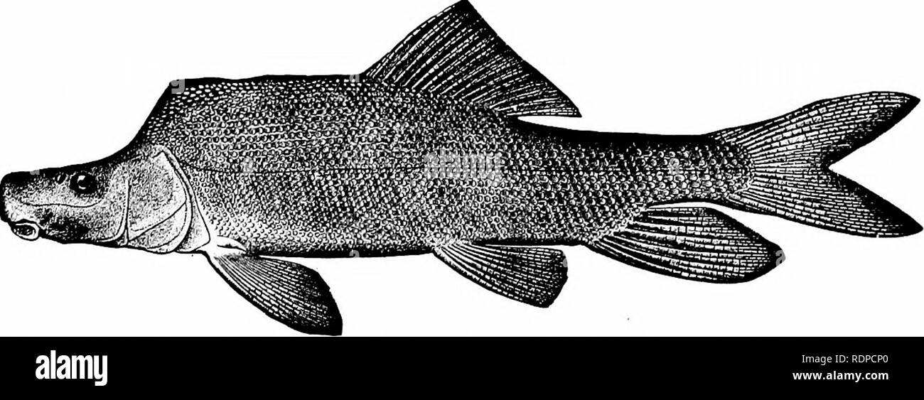 . Fische. Fische. - Tonsilla Zähne ol' Oregon Saugen - äh, Catostomus makro-cheilus.. Abb. 809.-Razor-zurück-Sucker, Xyrauchen cypho (lockington). Green River, Utah. Catostomus, durch ihren Schädeln bekannt sind, sind im Pliozän von Idaho gefunden. Die schmerlen. - Die Cobitidce oder Schmerlen, sind kleine Fische, die alle weniger als ein Fuß in der Länge, bewohnen, Bäche und Teiche von Europa und Asien. In der Struktur sind sie nicht sehr verschieden von elritzen, aber sie sind eher Aal - wie in Form, und die zahlreichen. Bitte beachten Sie, dass diese Bilder aus gescannten Seite Bilder, die digital zum Lesen erhöht worden sein können extrahiert werden Stockfoto