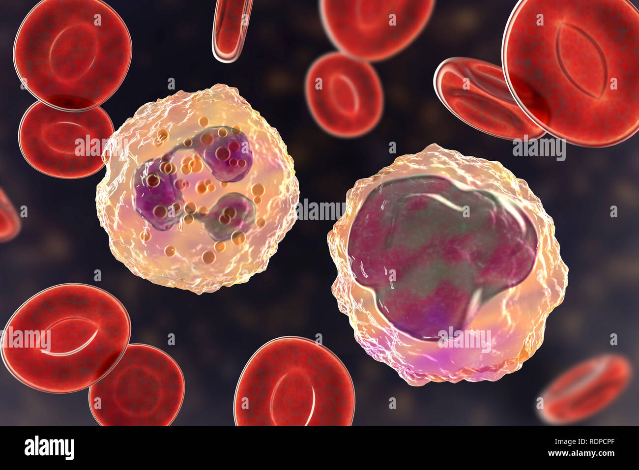 Der Neutrophilen (links) und Monozyten (rechts) weiße Blutkörperchen im Blut verschmiert, computer Abbildung. Neutrophils sind die häufigsten weißen Blutkörperchen und sind Teil des Immunsystems des Körpers. Monozyten sind die größten weißen Blutzellen; sie verschlingen und verdauen sie eindringende Bakterien und Schmutz. Stockfoto