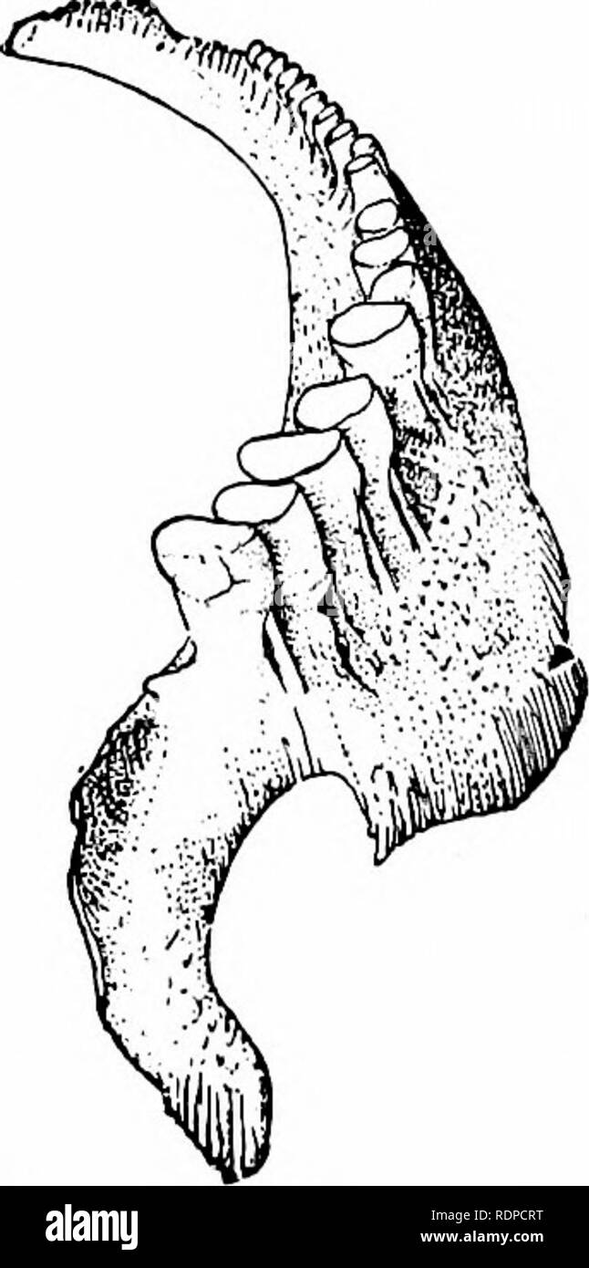 . Fische. Fische. 39^ Ostariophysi Karpfen gebildet worden, die "Leder - carp" (Lederkarpfen) Maßstabloses, andere, "Spiegel-Karpfen" (Spiegelkarpfen), in Reihen von großen Schuppen nur entlang der Seitenlinie oder die Grundlagen der Flossen. Eng verbunden mit der Karpfen ist der Goldfisch (Carassius Auratus). Dies ist auch ein gemeinsames Chinesisch Fisch eingeführt, domestizierung in Europa und Amerika. Die goldgelbe Farbe ist nur in domestizierte Exemplare gefunden, und ist durch künstliche Auswahl beibehalten. Die nativen Goldfisch ist olivaceous in Farbe, und wo die Art hat natu geworden Stockfoto