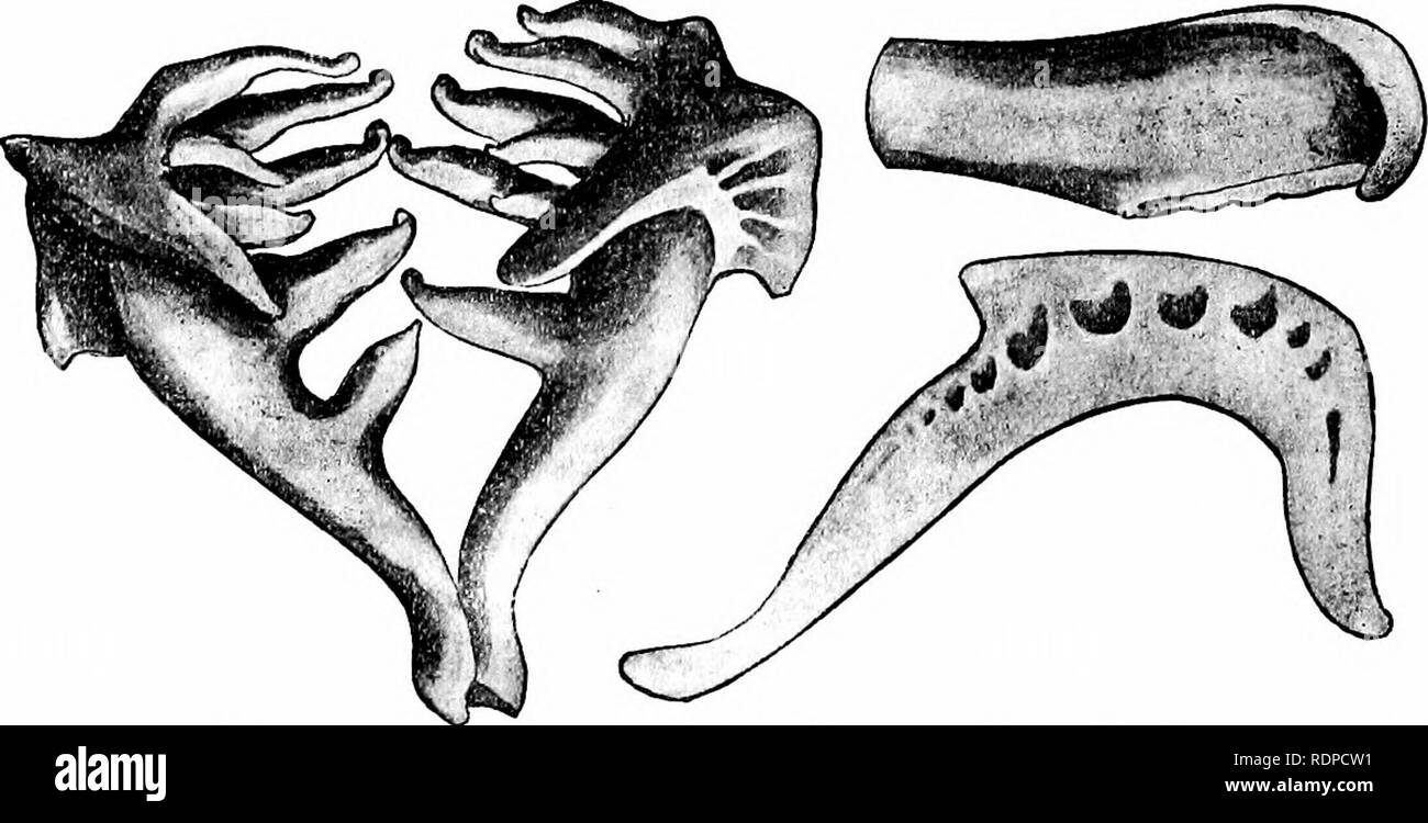 . Fische. Fische. 3 82 Serie Ostariophysi yngeals, die Scythe sind geformt und im typischen Formen sind mit einer relativ kleinen Anzahl von hoch spezialisierten Zähne der eigentümliche Form bewaffnet und in ein, zwei oder drei Reihen angeordnet. In allen Arten der Gill - Öffnungen sind an den Seiten beschränkt; es gibt keine fettflosse und der breite, flache branchiostegals sind aber drei an der Zahl. In allen Arten der Waage, wenn vorhanden, sind Zykloide, und die bauchflossen, Natürlich, Bauchschmerzen. Die Modifikation der vier vorderen Wirbelkörper und ihre Verbindung mit den Balg sind im Wesentlichen wie in der gesehen Ca Stockfoto