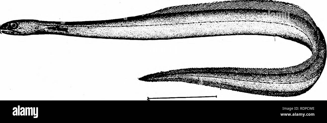 . Fische. Fische. Die Apodes oder Aal - wie Fische 375 zu wollen, wie alle wahren Aale und die maxillaries lose mit dem Schädel verbunden. Die symplektische Knochen ist, und der Unterkiefer ist so auf den Schädel spezifiziert, dass es schwingt frei in verschiedenen Richtungen. An die Stelle der - seitliche Linie sind singuläre Anhängsel.. Abb. 285.- Iierichikys serpentinus Gill. Golfstrom. Dr. Gill sagt über diese Fische: "Die gesamte Organisation ist speziell für das Ausmaß der Abweichung, und unsere alten Vorstellungen der char-acteristics der Fische erfordern im Lichte der unser Wissen über diese seltsamen Wesen geändert werden.&q Stockfoto