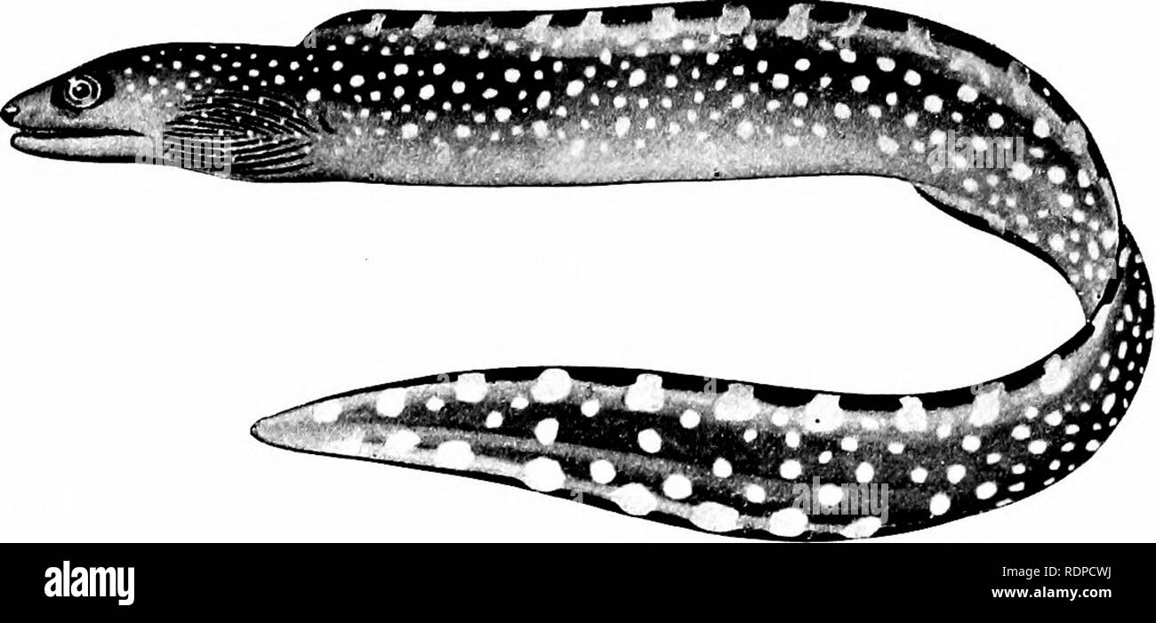 . Fische. Fische. 374 Die Apodes oder Aal - wie Fische Langhalslaute Aal, stellt den einzigen bekannten Arten der Sub-um Carencheli {Kupa, Kopf, 'eyxeXvi, Aal). In dieser Gruppe die premax-iharies und maxiUaries vorhanden sind als in gewöhnlichen. Abb. 283.- Oymnothorax Everniann jnrdani (A-iiarth). Familie Muramidw. Puerto R, ico. Fische, aber United durch Naht und gelötet, die Schädeldecke. Wie im echten Aale, die Schulter - Gürtel ist remote aus dem Schädel. Die. Bitte beachten Sie, dass diese Bilder aus gescannten Seite Bilder, die digital für die Lesbarkeit verbessert haben mögen - Färbung und Erscheinungsbild extrahiert werden Stockfoto