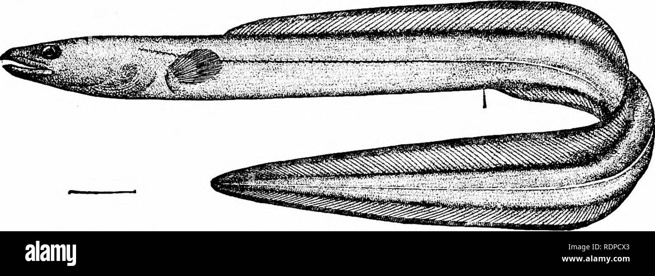 . Fische. Fische. Die Apodes oder Aal - wie Fische 3^9 Erste für die Larve des Gemeinsamen conger verwendet worden - Aal. Die losen wässrige Gewebe dieser "Ghost - Fische" mehr und mehr Kompakte wachsen und sie sind schließlich in jungen congers verwandelt.. Abb. 374.- Conger - Aal, Leptocephalus conger (L.). Noank, Anschl. Die MfircBnesocidw sind große Aale bemerkenswert für ihre starke Messer - wie Zähne. Muranesox Savanne tritt in der Karibik und im Mittelmeer, Murcenesox cineretts in Japan, und Muranesox coniceps an der Westküste von Mexiko, alle großen Bild. 275,- Larven der Conger-Aal (Leptocephalus c Stockfoto