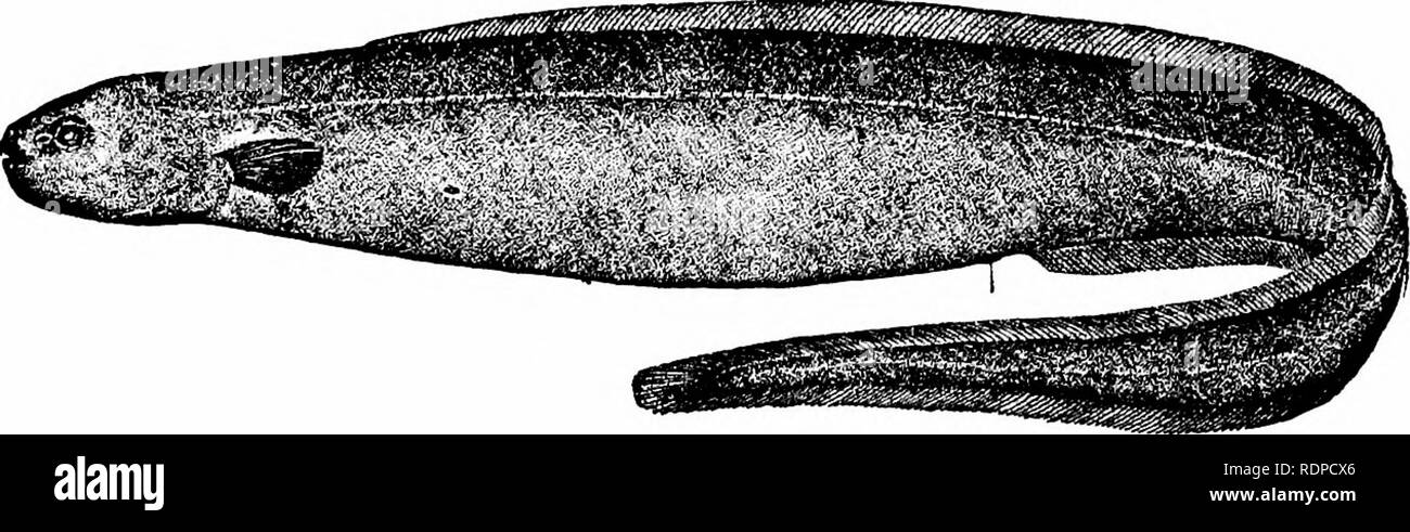 . Fische. Fische. 368 Die Apodes oder Aal - wie Fische stumpfen Nase, und Baue den Weg in die Gremien der Heilbutt und andere große Fische. Es hat in Neufundland gefunden worden und. Abb. 272.- Pug-gerochene Aal, Simenchelys parasiticus Gill. Sable Island Bank. Madeira. Eine andere Familie, die über rudimentäre Skalen ist die des SynaphobranchidcB, schlanke Aale aus den Tiefen des Ozeans, weit verbreitet. In diesen Formen der Gill - Öffnungen sind Konfluent. Synaphohranchus pinnatus ist das bekannteste Arten.. Bitte beachten Sie, dass diese Bilder aus gescannten Seite Bilder, die digital verbessert worden sein kann f extrahiert werden Stockfoto