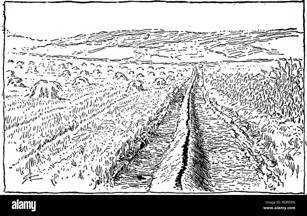 . Cyclopedia von landwirtschaftlichen Kulturpflanzen, einem beliebten Umfrage von Pflanzen und pflanzliche Methoden in den Vereinigten Staaten und Kanada;. Farm produzieren; Landwirtschaft. Abb. 61. Käfer, Motten woim durch klebrige Band in ihre Fortschritte auf einen Baum gestoppt. Abb. 62. Ridge von Marcy gebildet zum Schutz gegen Chinch-Bugs zu implementieren. Post-Löcher gegraben, neben dem Grat etwa fünfzig Meter auseinander. Diese Barriere ist glatt und kompakt und sehr wenig vom Regen betroffen. Die Linie der Kohle - tar entlang der Oberseite hat erfolgreich in allen Wetterbedingungen, (Kansas Experiment Station Bericht, 1896-97,) (Abb. 60.) Sticky Bands längst Stockfoto