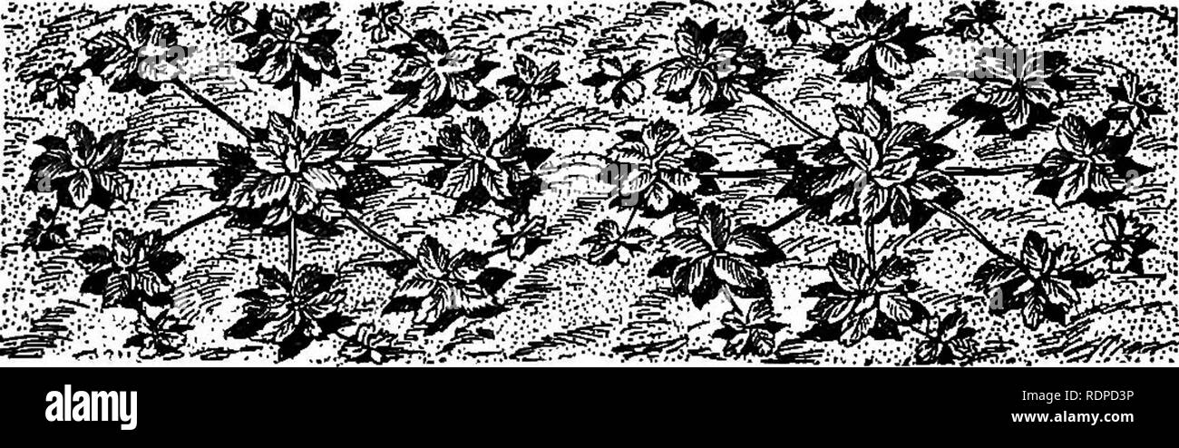. Erdbeere - wächst. Erdbeeren. i-Reihe. (Manchmal auch als doppelte Absicherung - Reihe.) Es ist durch die Betten gemacht, aber zwei Läufer aus jeder Mutter pflanzen; und diese in einem Winkel eingestellt werden, sodass zwei außerhalb Reihen bilden. Noch einmal, wenn die mutterpflanzen haben weit auseinander gesetzt und die Vielfalt hat kurze Gelenkwelle Läufer, vier Läufer aus jedem Werk wie ein X, die Mutter in der Mitte der Anlage eingeschliffen werden kann. Das Unterscheidungsmerkmal der. Abb. 5. -Spaced Zeile. Diese Methode ist, dass es ein, zwei oder drei Reihen ausgerichtet und spaced Hand- Anlagen. Spaced Zeile. Dies unterscheidet sich von der dreifachen hedge-Reihe vor allem in der m Stockfoto