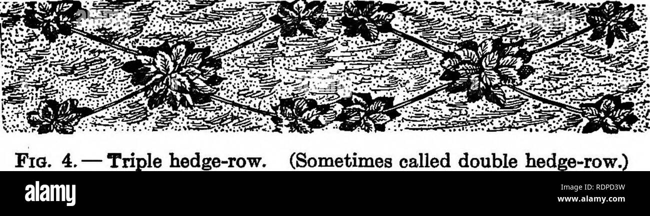 . Erdbeere - wächst. Erdbeeren. 86 Strawberry-Growing aus jeder Mutter Pflanze, zwei in der Zeile zwischen Mutter Pflanzen und eine auf jeder Seite der Mutterpflanze und op-posite. Dann ein Läufer wird aus jeder dieser vier Ebenen, um die außerhalb Reihen zu vervollständigen. Gelegentlich. i-Reihe. (Manchmal auch als doppelte Absicherung - Reihe.) Es ist durch die Betten gemacht, aber zwei Läufer aus jeder Mutter pflanzen; und diese in einem Winkel eingestellt werden, sodass zwei außerhalb Reihen bilden. Noch einmal, wenn die mutterpflanzen haben weit auseinander gesetzt und die Vielfalt hat kurze Gelenkwelle Läufer, vier Läufer von jeder Pflanze wie eine eingeschliffen werden kann Stockfoto