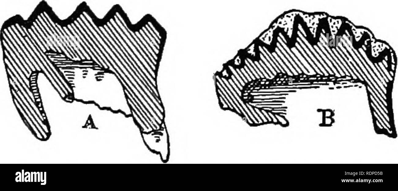 . Text Buch von Wirbeltieren, Zoologie. Wirbeltiere; Anatomie, Vergleichende. Säugetiere^ 401 große, bicornuate Uterus; Plazenta zonary, nicht-deciduate; mammae Pektorale, zwei an der Zahl. Die Elefanten und ihre ausgestorbenen Verwandten bilden die die meisten interestino-Gruppe, die in mancher Hinsicht dififerentiated, in anderen Bereichen mehr verallgemeinert. Seltsam ist der Rüssel mit der Nase an der Spitze, während die Schneidezähne, die die meisten der Côte d'Ivoire der Handel liefern fast ausschließlich Dentin sind die Emaille für den Tipp weg getragen wird, zu einem frühen Zeitpunkt (Elefanten), oder die eine Band auf der Außenseite (^ Mastodon"). Der DL Stockfoto