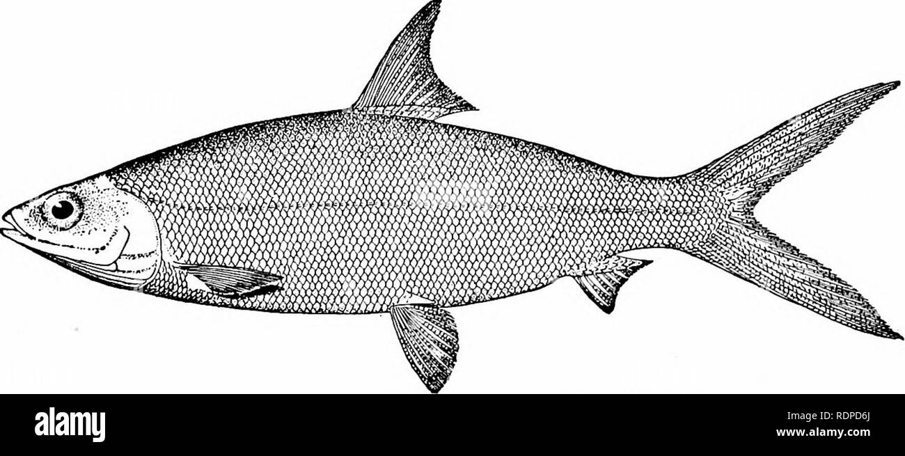 Fische Fische 272 Isospondyli Gross Glanzend Silbrigen Zahnlos Fische Die Aussehen Wie Riesige Dace Swift Im