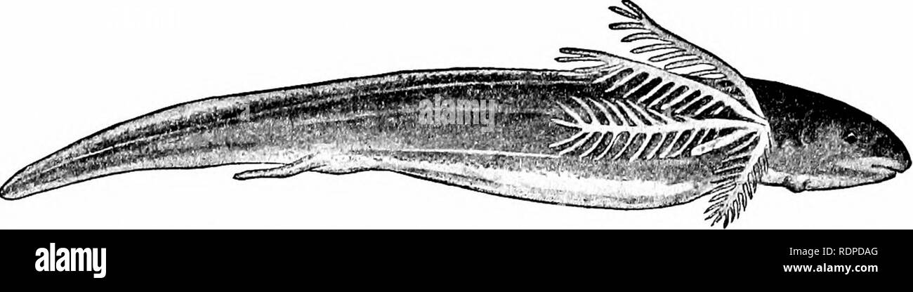 . Fische. Fische. 244 Unterklasse Dipneusti, oder der Lunge - Fische chromatophoren Schrumpfen in Abwesenheit von Licht und Erweiterung in der Sonne. In verletzte Tiere dieser Reaktion wird viel weniger, als sie verblassen auch bei Tageslicht bleiben. In der Regenzeit, wenn Essen ist reichlich die Lepidosiren isst unersättlich und speichert große Mengen von orange-farbigen Fett im Gewebe zwischen den Muskeln. In der trockenen Jahreszeit es aufhört zu füttern, oder, wie die Inder es setzte, er ernährt sich von Wasser. Wenn das Wasser verschwindet die Lepidosiren gräbt sich in den Schlamm, schließt seine Gill - Öffnungen, aber die Atmung durch den Mund. Als t Stockfoto