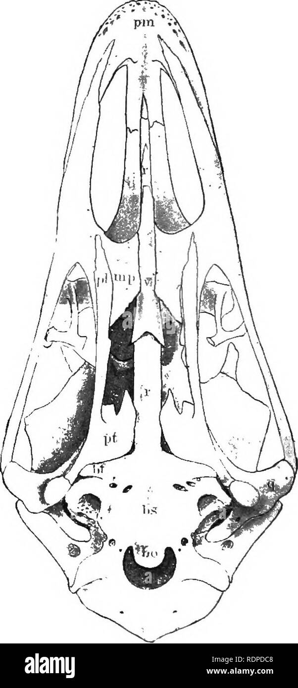. Text Buch von Wirbeltieren, Zoologie. Wirbeltiere; Anatomie, Vergleichende. Abb. 325. Zur Veranschaulichung der schwenkbaren und Bewegungen des Oberkiefers und andere Knochen in die Vögel; von riesenschlangen geändert, y, jugal;.', Nares; O, Orbit; P, Pfalz; / 'T', Lateralis; (?, Quadrat. Das Quadrat ist frei beweglich. Im Boden der Schädel erscheinen drei Knochen, die in einem Teil der parasphenoid von den ich ersetzen - thyopsida. Diese sind, hinter ein paar basitemporals (in der Erwachsenen abgesichert), und, vor, eine Me-dian Podiumsplatz. Die Rami des Unterkiefers sind anchylosed an der symphyse. Die Beziehungen der Bahnhof Châteaucreux, pterygoids, ein Stockfoto