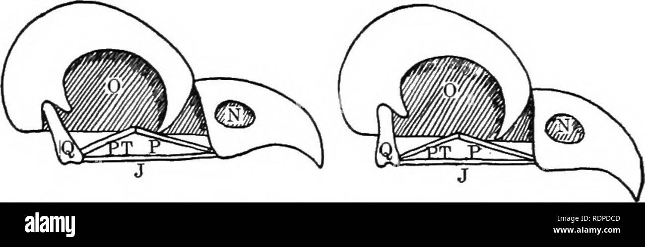 . Text Buch von Wirbeltieren, Zoologie. Wirbeltiere; Anatomie, Vergleichende. 334 KLASSIFIZIERUNG DER WIRBELTIERE. Abb. 325. Zur Veranschaulichung der schwenkbaren und Bewegungen des Oberkiefers und andere Knochen in die Vögel; von riesenschlangen geändert, y, jugal;.', Nares; O, Orbit; P, Pfalz; / 'T', Lateralis; (?, Quadrat. Das Quadrat ist frei beweglich. Im Boden der Schädel erscheinen drei Knochen, die in einem Teil der parasphenoid von den ich ersetzen - thyopsida. Diese sind, hinter ein paar basitemporals (in der Erwachsenen abgesichert), und, vor, eine Me-dian Podiumsplatz. Die Rami des Unterkiefers sind anchylosed an der symphyse. Die r Stockfoto