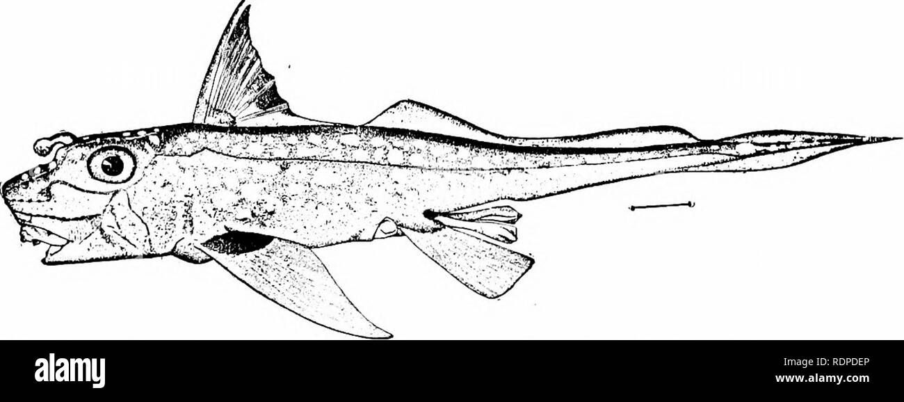 . Fische. Fische. 222 Der Holocephali, oder Chimären und die riesigen jet-black ChimcBra purpurascens in Hawaii und Japan. Keine dieser Arten werden als Nahrung geschätzt, aber alle Zuschauer mit ihren neugierigen Formen beeindrucken. Die fossilen ChimcErida, obwohl zahlreiche von Trias Zeiten und zu mehreren Gattungen bezeichnet, die vor allem durch ihre Zähne mit gelegentlichen fin bekannt -, stacheln, frontale Inhaber, oder Eindrücke von Teilen des Skeletts. Die earhest von chimasroid bleibt. Fw. 158. - Elefant - Fisch, Chimcera colliei Legen &Amp; Bennett. Monterey. von Dr. Charles D. Walcott *von ordovizium oder L beschrieben. Stockfoto