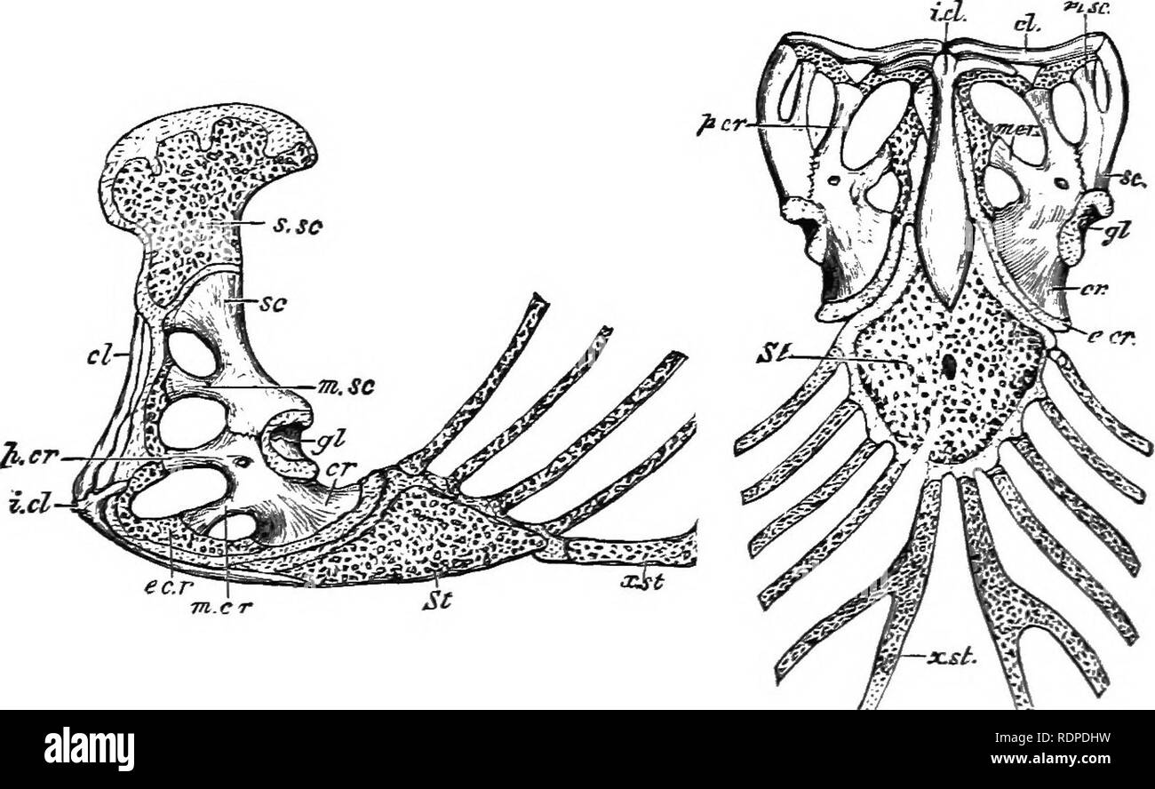 . Text Buch von Wirbeltieren, Zoologie. Wirbeltiere; Anatomie, Vergleichende. 300 KLASSIFIZIERUNG DER WIRBELTIERE. diesen Knochen kann entweder frei beweglich oder fest vereint durch die Naht an den angrenzenden Knochen sein, die erste Bedingung nur in Schlangen und Eidechsen auftreten.^ Die beiden Rami des Unterkiefers sind in der Regel durch Bänder oder durch Naht, aber Schildkröten und Pterodactyls die Beiden werden fixiert. Häufig vacuities Auftreten im Kiefer, und in der Regel die Komponente Knochen unterschieden werden können. In ein paar Dinosaurier eine predentary oder Mento - meckelian Knochen findet an der Symphyse des Unterkiefers (Abb. 310).. Abb. 296. Sternum Stockfoto