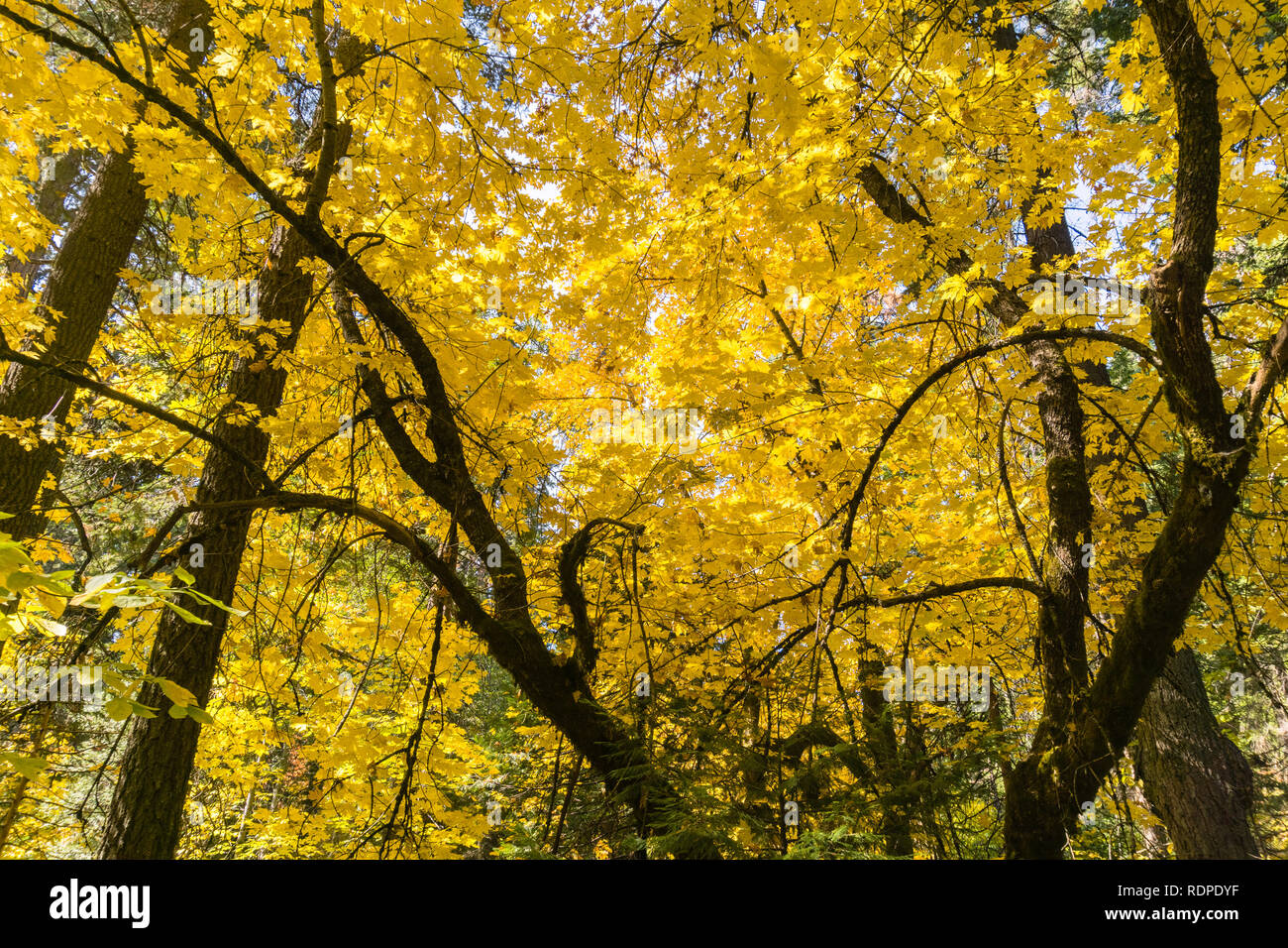 Golden Big leaf Ahorn (Acer macrophyllum) Laub, Calaveras große Bäume State Park, Kalifornien Stockfoto