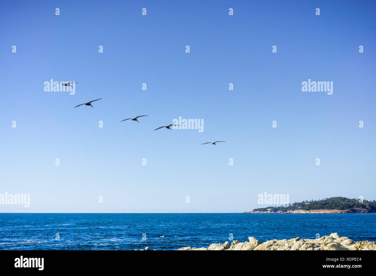 Eine Gruppe von braunen Pelikanen Fliegen in der Nähe der Küste an einem sonnigen Tag, Carmel-by-the-Sea, Monterey Halbinsel, Kalifornien Stockfoto