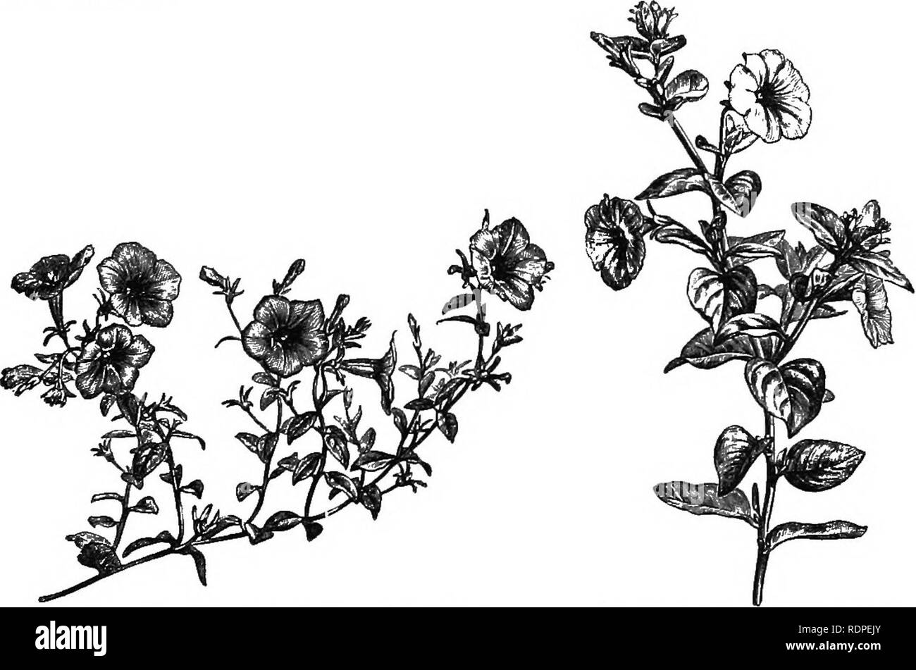 . Handbuch der Hardy Bäumen, Sträuchern und krautigen Pflanzen... Auf der Grundlage der Französischen Arbeit der Firma Decaisne und Naudin... mit dem Titel 'Manuel de l'amateur des Jardins", und darunter das original Holzschnitten von Riocreux und Leblanc. Pflanzen, Zierpflanzen. Solanacece - Stechapfel. 331, D. StramoniuTn (Thorn-Apple), wird gelegentlich in Abfällen Orte in diesem Land als waif Anbau gefunden. Dies hat große weiße Blüten, aber es gibt eine Sorte mit violetten Blüten Tdtula genannt. Der generische Name ist eine Abwandlung des Arabischen Tatorah. 1. D. ceratocaiila (Abb. 180) ist eine Verbreitung oder decumbent jährliche mit Th Stockfoto