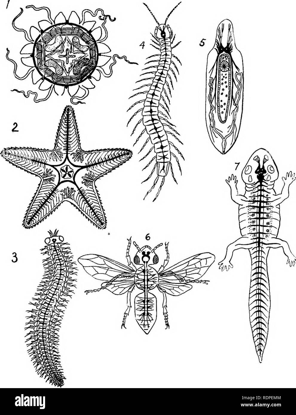 . Die Tiere und Menschen; eine elementare Lehrbuch der Zoologie und der menschlichen Physiologie. Zoologie; Physiologie. 68 DIE TIERE UND DEN MENSCHEN. Abb. 26. Diagramme, grundlegende Struktur von Arten von mehreren Tier Stämme: 1, Meerblick, Seestern Anemone; 2; 3; 4, Wurm, centiped; S, clam; 6, honigbiene; 7, Salamander. In jeder Abbildung des zentralen Nervensystems wird durch die schwarzen Linien angezeigt. (Nach Haeckel.). Bitte beachten Sie, dass diese Bilder aus gescannten Seite Bilder, die digital für die Lesbarkeit verbessert haben mögen - Färbung und Aussehen dieser Abbildungen können nicht genau mit dem Original ähneln extrahiert werden Stockfoto