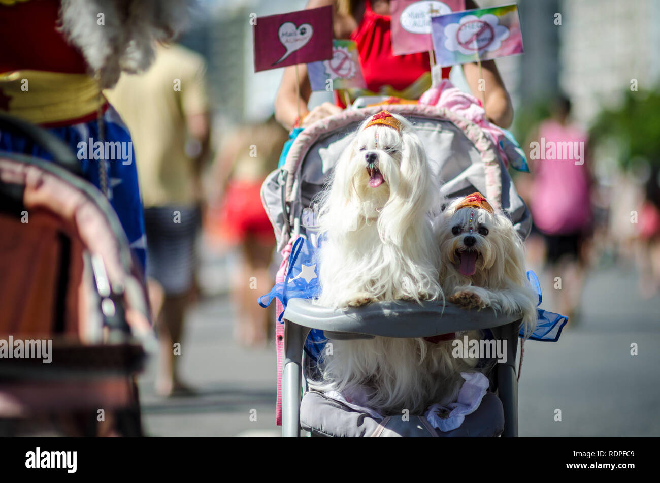 Ein paar flauschige weiße Hunde feiern Karneval tragen Superhelden Kronen bei der jährlichen Blocao pet Karneval in Rio de Janeiro, Brasilien anreisen Stockfoto