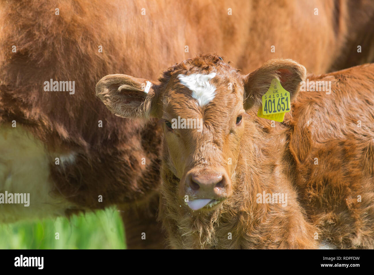 ​Calf. Eine Pause vom Saugen. Dam oder Mutter. Natürliche Aufzucht von ein Kalb. Tiere in einem mutterkuhbestand, Draußen, freie Strecke. Die Isle of Mull. Schottland. Großbritannien Stockfoto