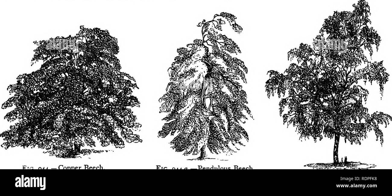 . Mein Garten, seinen Plan und Kultur zusammen mit einer allgemeinen Beschreibung der Geologie, Botanik und Naturgeschichte. Im Garten arbeiten. Wald Bäume. 419 Bei "Die Eichen", in die nächste Gemeinde, ehemals der Sitz von Lord Derby, "J. B. 1778" ist offenbar auf einer alten Buche - Baum, schnitt durch die unglückliche General Burgoyne, die Teil integrierter des Hauses fast hundert Jahren sichtbar. Eine bemerkenswerte Vielfalt, die Rotbuche {F. sylvatica purpurea, Abb. 944), angeblich in einem Wald in Deutschland gefunden worden zu sein, ist ein sehr markantes Objekt unter anderen Bäumen. Ein oder zwei können mit großem Vorteil sein Stockfoto