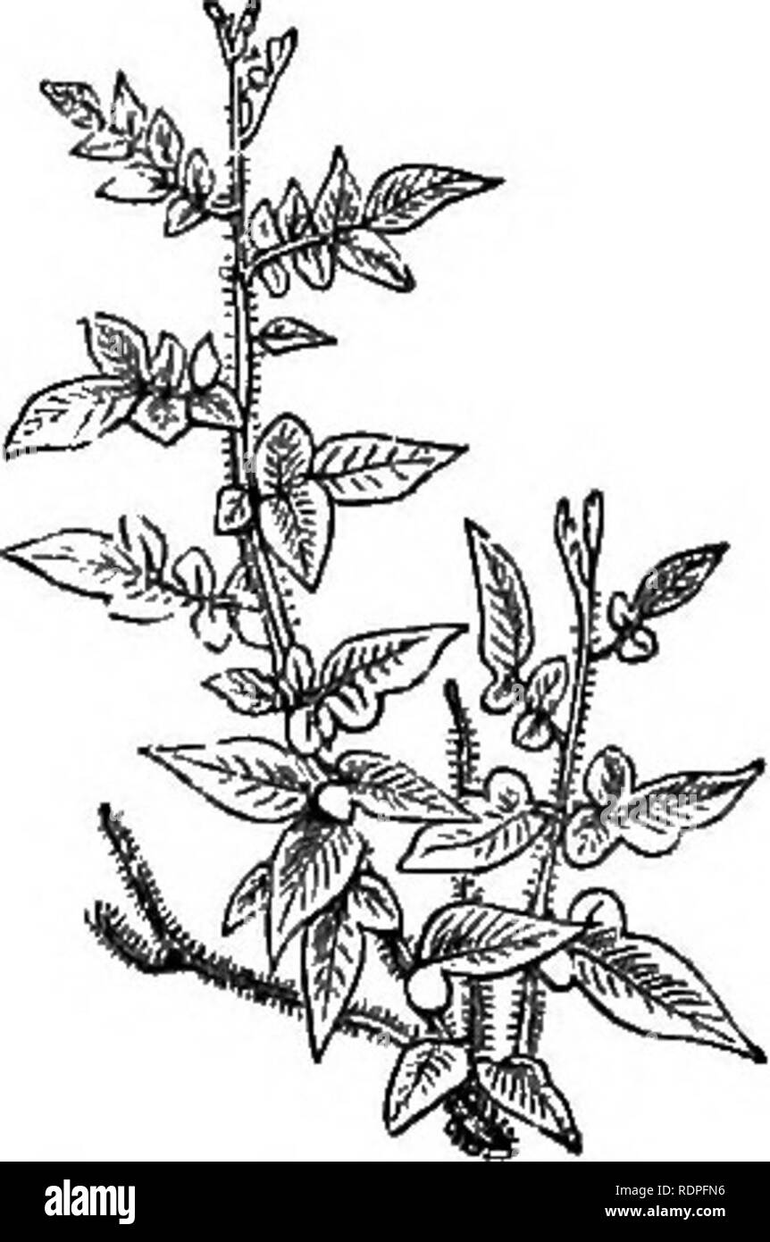 . Mein Garten, seinen Plan und Kultur zusammen mit einer allgemeinen Beschreibung der Geologie, Botanik und Naturgeschichte. Im Garten arbeiten. FERNERIES. 4° r rief auch Phymatodes lycopodioides, ist ein gutes Korb Farn, als auch die P. ist liniatwm. Die Polypodium oder Goniopholebium squamatum, von den Westindischen Inseln, ist ein weiteres gutes Farn in einem Korb zu suspendieren. Die Polypodium oder Goniopholebium subauriculatum, mit dem Wedel von Körben, ist sehr anmutig; es kommt aus dem malaccas Reinwardtii der s. ist ein weiterer Korb Farn, mit Wedel von zwei bis drei Meter lang. Die S. refractum ist ein feines Farn, mit Stockfoto
