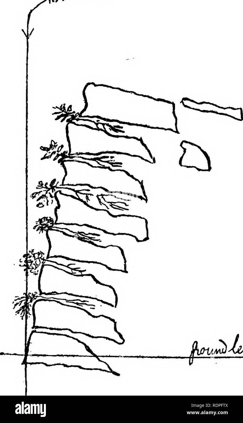 . Der Steingarten. Rock Gardens. Trittsteine auf dem Weg zum Erfolg 41 gut versorgten Speisekammer, aus dem die Pflanzen Nahrung auf eigene süße zeichnen kann (Abbn. 19 und 20). Ich.^ Trai-^. 9 miM) XeArvl/Fig, 20.- Bereich mit dem Prinzip der Anordnung von Steinen in trockene Wände. Beachten Sie, wie die Steine Hang zurück, die von der vertikalen Ebene. Wann und Wie zu Pflanzen. - Pflanzen können als die Arbeit von Gebäude Einnahmen gemacht werden, oder, wenn es abgeschlossen ist. Für den freieren wachsende Themen es sein kann. Bitte beachten Sie, dass diese Bilder aus gescannten Seite Bilder, die digital für die Lesbarkeit verbessert haben mögen - Colorati extrahiert werden Stockfoto