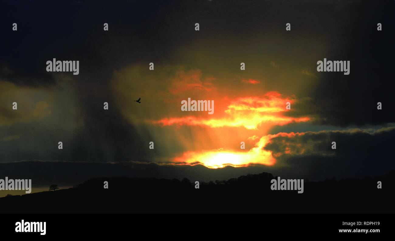 Sonnenuntergang mit Wolken und Vogel im Flug. Dramatische Wellen von Licht. Über Dartmoor, Devon. Stockfoto