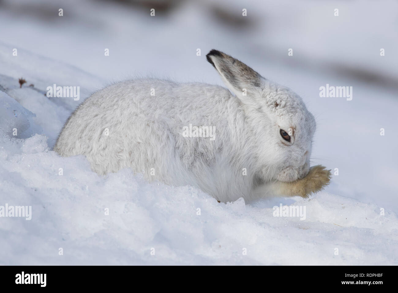 Schneehase/Alpine Hase/Schneehase (Lepus timidus) in weiß winter Fell pflege Fell des Vorderbeines Stockfoto
