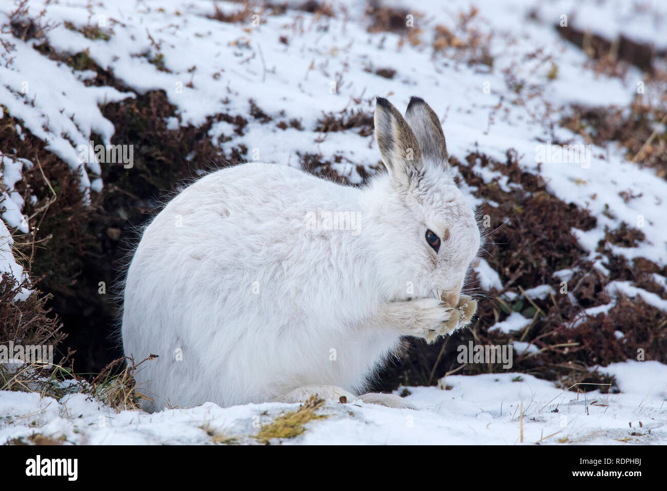 Schneehase/Alpine Hase/Schneehase (Lepus timidus) in weiß winter Fell pflege Fell Stockfoto