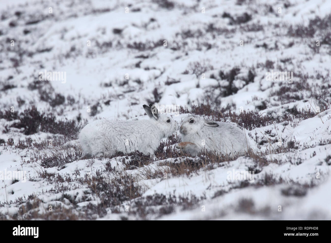 Schneehase Paar/Alpine Hase/Schneehasen (Lepus timidus) in weiß winter Fell am Hang, Cairngorms NP, Schottland, Großbritannien Stockfoto