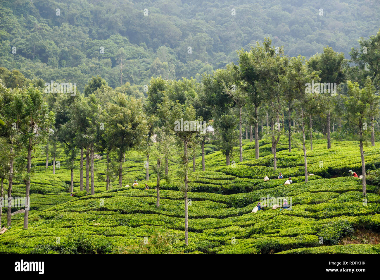 Frauen Kommissionierung Teeblätter in den Nilgiri Hills, Regenwald- und Teeplantagen, Tamil Nadu, Indien Stockfoto