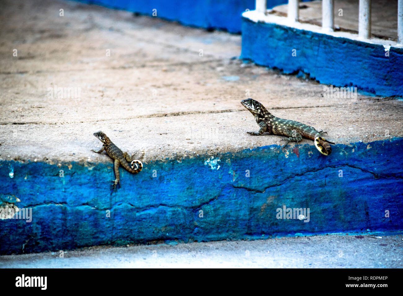 Eidechse auf dem Step Stockfoto