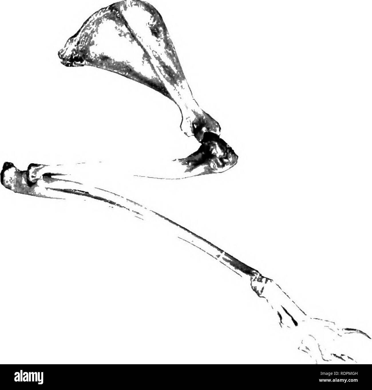 . Grundsätze des wirtschaftlichen Zoo?. Zoologie, Wirtschaftliche. 356 FILIALE CHORDATA ern Form; die Jack-Kaninchen (L. campesiris) Der AWst und Südwesten; und L. americanus, einem nördlichen variable Art, deren Fell weiß im Winter dreht. Thoy sind nicht gesellig, obwohl er sagte, ist sie oft zusammen auf dem Mond spielen - helle Nächte. Sie sind Dämmerungs und nachtaktiv. Geologische Verteilung. - Nagetiere erste in Amerika erschien in der Wasatch Stufe des Eozän. Fast alle der wichtigsten Gruppen der bestehenden Formen innerhalb der tertiären.^ verwenden, um Ilan. - eine große Anzahl von Kaninchen für Lebensmittel in den Cit verwendet werden. Stockfoto