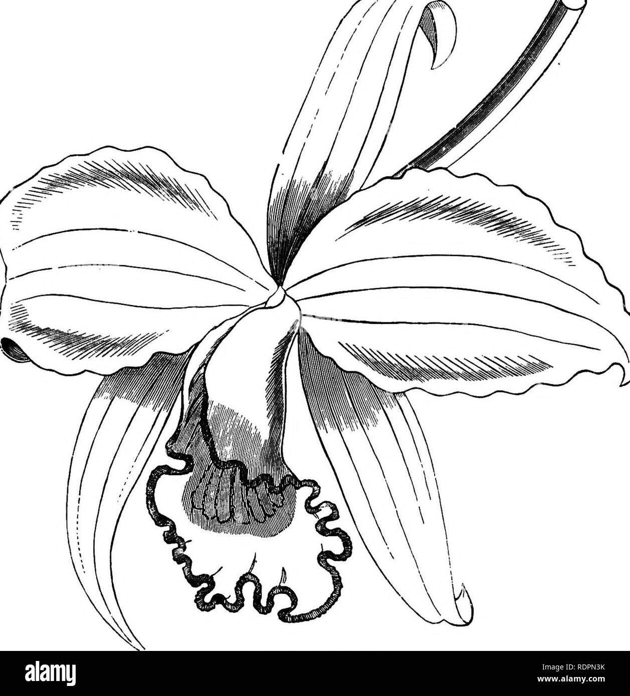 . Die Orchidee - Handbuch des Erzeugers, mit Beschreibungen der besten Arten und Sorten von knabenkrautgewächse in Anbau... Orchideen. LAKLIA. 439 L. LAWRENCEANA - siehe Laelia crispilabia. L., Bchh LEEANA. f) Dies ist ein sehr Zwerg - wachsenden und unterschiedlichen Laelia, soll eine natürliche Hybride zu sein. In Wachstum es etwas ähnelt Cattleya inarginata, aber die Pseudobulben und Blätter sind deutlich länger. Die Blumen sind sehr schön, die sepalen und Petalen rosa, magenta, und den vorderen Lappens der Lippe hell magenta - Crimson; seitenlappen der Lippe, der die Spalte einschließen, sind blass Ros Stockfoto