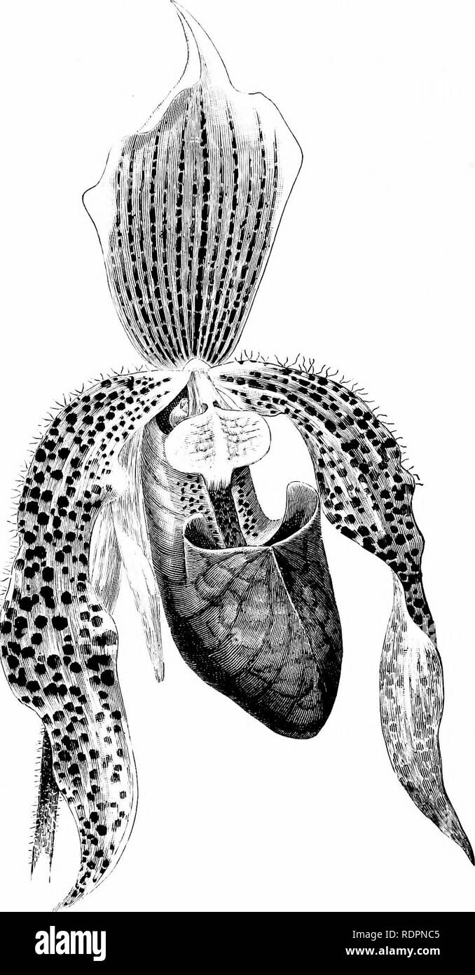 . Die Orchidee - Handbuch des Erzeugers, mit Beschreibungen der besten Arten und Sorten von knabenkrautgewächse in Anbau... Orchideen. CYPRIPEDIUM SANDERO - SUPERBIENS. (Aus dem Jminuil von Jhniii - iiltiin -."). Bitte beachten Sie, dass diese Bilder sind von der gescannten Seite Bilder, die digital für die Lesbarkeit verbessert haben mögen - Färbung und Aussehen dieser Abbildungen können nicht perfekt dem Original ähneln. extrahiert. Williams, Benjamin Samuel, 1822-1890; Williams, Henry. London, Victoria und Paradies Baumschulen Stockfoto