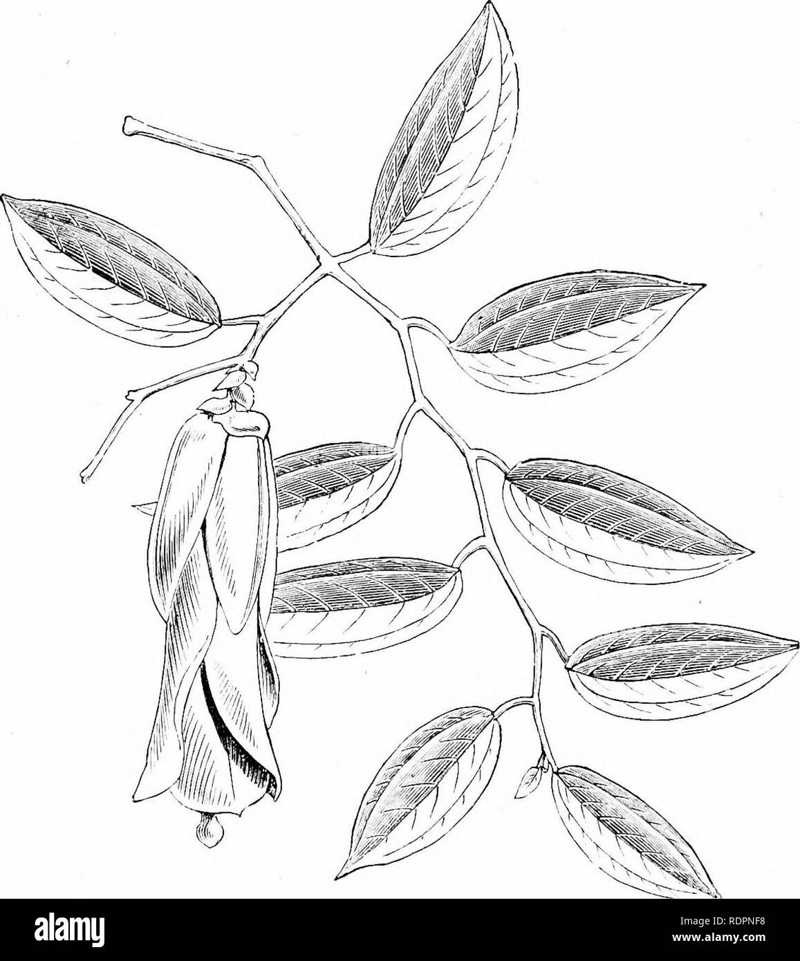 . Wahl Herd und Gewächshaus blühende Pflanzen, bestehend aus Beschreibungen von aufwärts von 13 hundert Arten und Sorten, ... Gewächshäuser; Pflanzen, kultiviert. PHILAGEEIA YEITCHII. Qarden hybrid. (319). Bitte beachten Sie, dass diese Bilder sind von der gescannten Seite Bilder, die digital für die Lesbarkeit verbessert haben mögen - Färbung und Aussehen dieser Abbildungen können nicht perfekt dem Original ähneln. extrahiert. Williams, Benjamin Samuel, 1822-1890. London, veröffentlichte und vom Autor verkauft Stockfoto