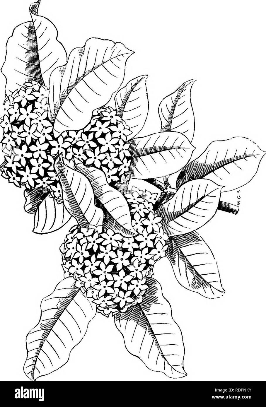 . Wahl Herd und Gewächshaus blühende Pflanzen, bestehend aus Beschreibungen von aufwärts von 13 hundert Arten und Sorten, ... Gewächshäuser; Pflanzen, kultiviert. &Lt;H O E? ^ Ph = £. 02 &Lt;t"'i^â s i ; 5 Q m oa Ph o o h-1 y, o H. Bitte beachten Sie, dass diese Bilder sind von der gescannten Seite Bilder, die digital für die Lesbarkeit verbessert haben mögen - Färbung und Aussehen dieser Abbildungen können nicht perfekt dem Original ähneln. extrahiert. Williams, Benjamin Samuel, 1822-1890. London, veröffentlichte und vom Autor verkauft Stockfoto
