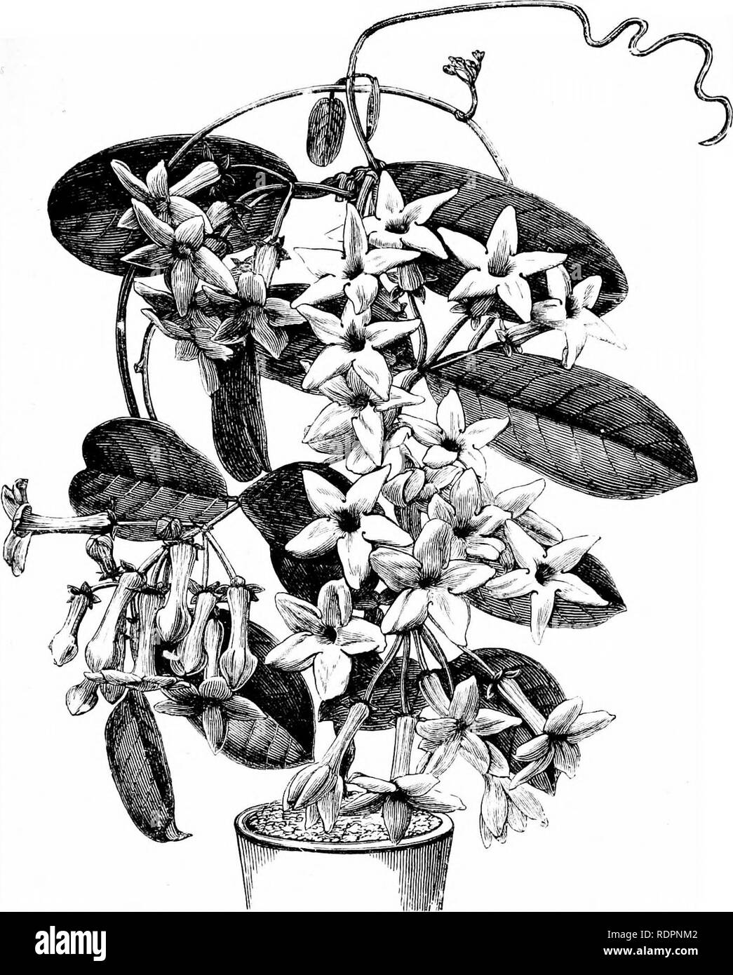 . Wahl Herd und Gewächshaus blühende Pflanzen, bestehend aus Beschreibungen von aufwärts von 13 hundert Arten und Sorten, ... Gewächshäuser; Pflanzen, kultiviert. Yellow pitcherplant Elvaston FLOBIBUNDA (Auswahl). (168) Madagaskar.. Bitte beachten Sie, dass diese Bilder sind von der gescannten Seite Bilder, die digital für die Lesbarkeit verbessert haben mögen - Färbung und Aussehen dieser Abbildungen können nicht perfekt dem Original ähneln. extrahiert. Williams, Benjamin Samuel, 1822-1890. London, veröffentlichte und vom Autor verkauft Stockfoto