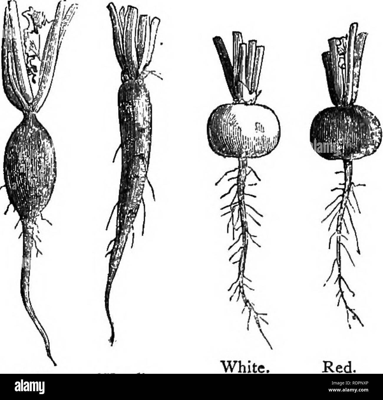 . Mein Garten, seinen Plan und Kultur zusammen mit einer allgemeinen Beschreibung der Geologie, Botanik und Naturgeschichte. Im Garten arbeiten. Salat Pflanzen. 97 horizontal in Sand, die Blätter sprießen und ein Salat leisten, wenn immer erforderlich. Horace spricht der Zichorie: - "Mir Mir olivae pascunt cichorea, Levesque malvae." - Ode 31, Buch, das ich. Wir müssen zugeben, dass die Englisch nicht die guten Qualitäten der Rettich {Raphanus sativus verstehen). In Frankreich, wo Sie, Sie sind sicher zu finden, auf den Tischen in den Restaurants, im Sommer und Winter, ein Glas Wasser mit Jungen, de Stockfoto