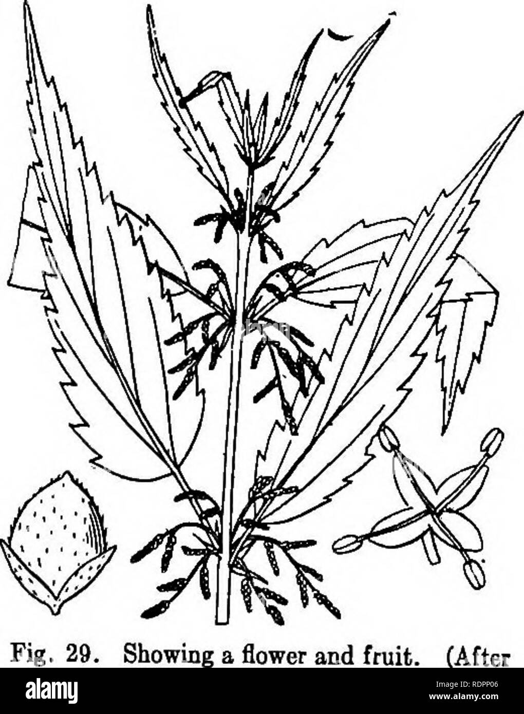 . Die Indiana weed Buch. Unkraut. ,62 DIE INDIANA WEED BUCH. brennendes Gefühl. Dieser Nessel sting ist eine der höchsten Geräte, durch die Pflanzen selbst gegen den Angriff von. Tiere schützen. Unkraut, oder Sträucher mit saftigen zarten Blättern, sind sehr apt von Hasen, Kühe, Schafe, usw. Viele der wilden Pflanzen gegessen werden daher entwickelt haben einige Schutzmaßnahmen, wie die Dornen oder Stacheln des Blackberry, Distel, Rose und Hawthorne; den bitteren Geschmack oder Geruch des Hundes Zunge, Hund - Fenchel und Katzenminze; die vielen Haare der Mullen, und der ätzenden oder giftigen Saft der Butterblumen, Poi Stockfoto