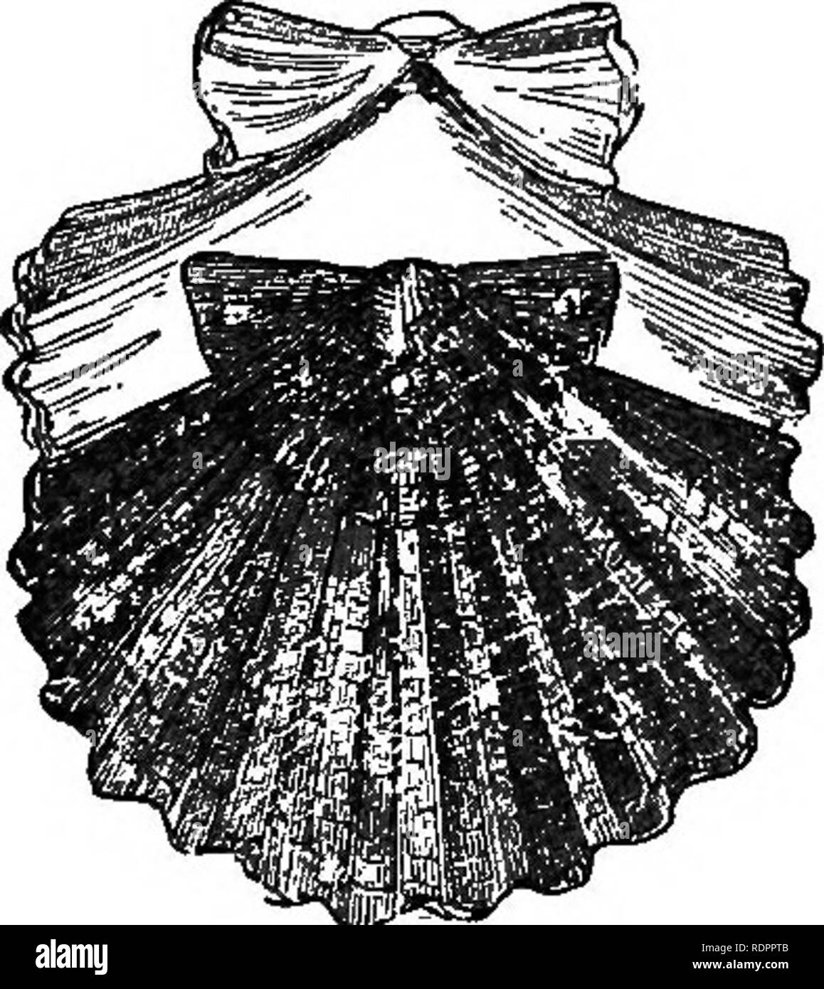 . Natural History. Für die Nutzung der Schulen und der Familien. Zoologie. Muscheln. 33 ich Tiere, die verschiedenen Modi des Erhaltens an ihm, trotz seiner Shelly Verteidigung. Von einigen dieser kann es sich sicher durch Schließen der Ventile, sobald sie alarmiert, und gegen andere ist es eine aktivere Mittel der Verteidigung in der gewaltsamen Vertreibung der Wasser inklusive zwischen thera, der (wie er selbst) festgesetzt wird häufig aus seinem Gegner fahren. Verschiedene Tiere Vittack es auch durch perfo - Bewertung seiner Schale; und zu diesen, auch kann es bieten ein passiver Widerstand, durch Hinterlegung neue Shelly Angelegenheit. S Stockfoto